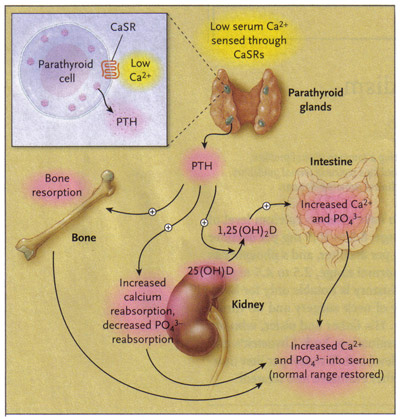 Control of mineral metabolism by parathyroid hormone; serum ionized calcium (Ca<sup>2+</sup>), parathyroid hormone (PTH), 1,25-dihydroxyvitamin D (1,25[OH]<sub>2</sub>D), calcium-sensing receptors (CaSRs), phosphorus (PO<sub>4</sub><sup>3-</sup>), 25-hydroxyvitamin D (25[OH]D).