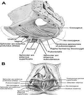 A. حوضي الكلمة عضلات ينظر في سهمي الفرع من الحوض. B. حوضي الكلمة العضلات كما يرى من perineal السطح.