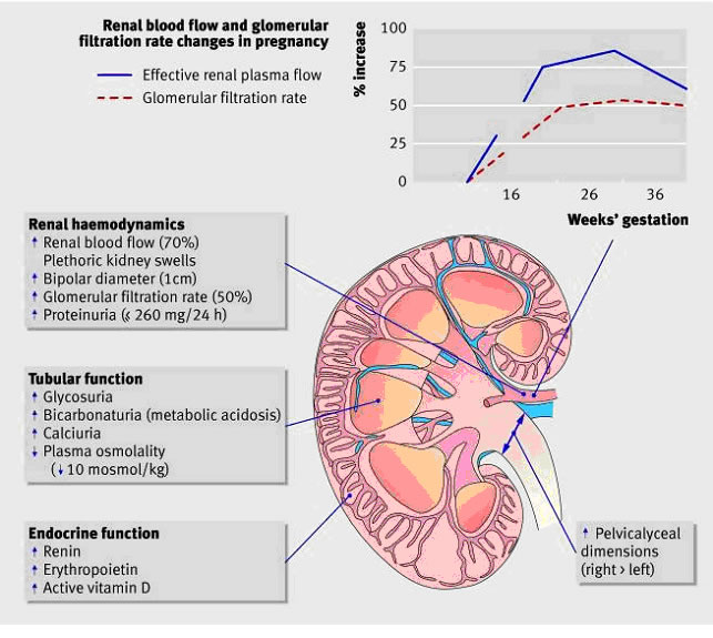 renal blood flow