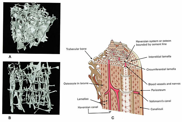 Bone Structure Loss From Osteoporosis