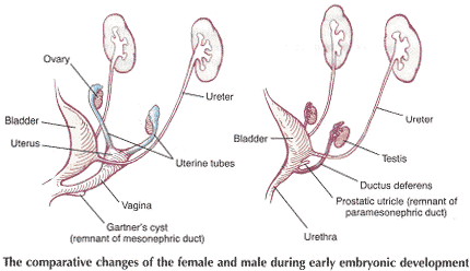 The comparative changes of the female and male during early embryonic development.