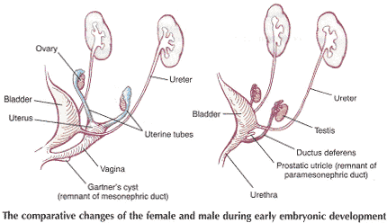 Le comparatif de l'volution des femmes et des hommes au dbut du dveloppement embryonnaire.