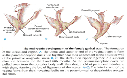 The embryonic development of the female genital tract.