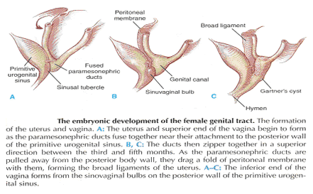 Le dveloppement embryonnaire du tractus gnital fminin.