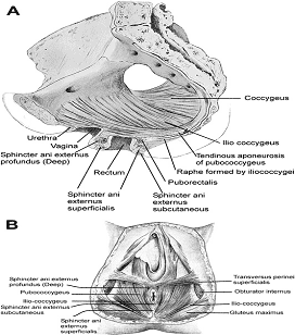Pelvic floor muscles seen in sagittal section of pelvis./Pelvic floor muscles as seen from the perineal surface. 
