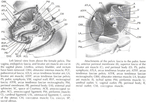 4. Structure of the pelvic diaphragm. The perineal body is formed by