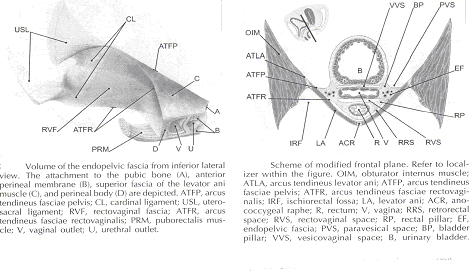 Pelvic development