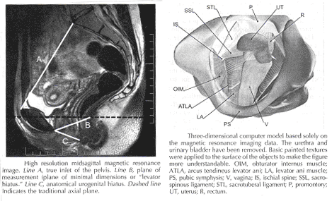 Pelvic development