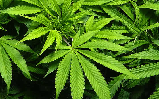 picture of Marijuana plants