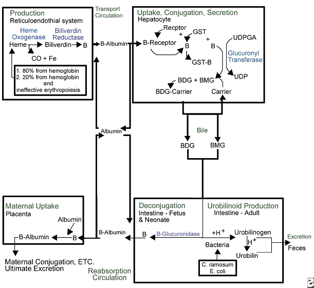 Figure 1. Overview of bilirubin metabolism